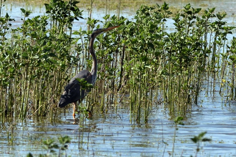 Purperreiger